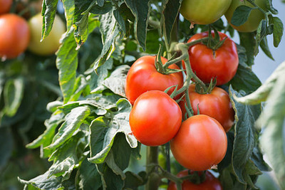 Nema tomato Seed(140 per packet)