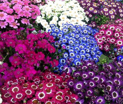 Aywal Cineraria Starlet Hybrid Flower Seed(90 per packet)