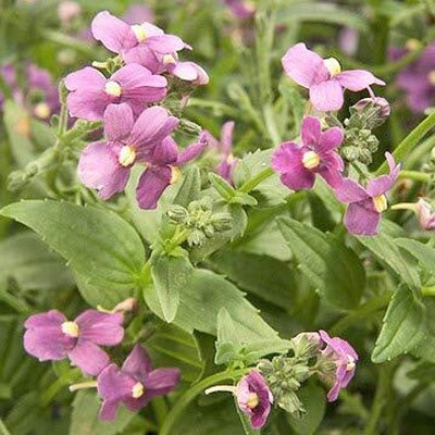 LPR NEMESIA Seed(150 per packet)