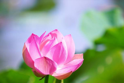 PARAM lotus,kamal gatta Seed(14 per packet)
