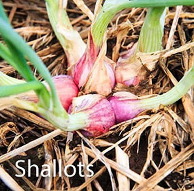 VibeX ® RXI-725 RED Shallot Onion Seeds Seed(1000 per packet)