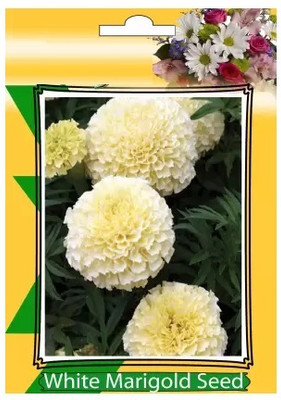 Qualtivate PAU-717 Marigold F-2 Vanilla White Seed(500 per packet)