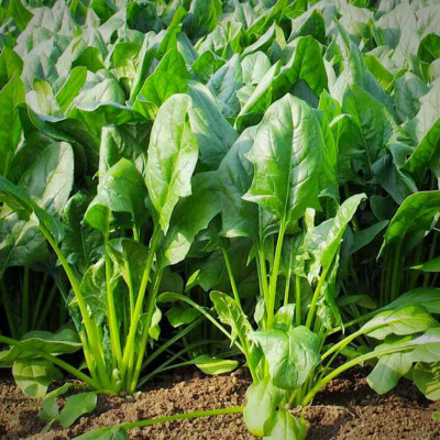 VibeX ® VMR-502 Regiment Spinach (Palak) Seed(500 per packet)
