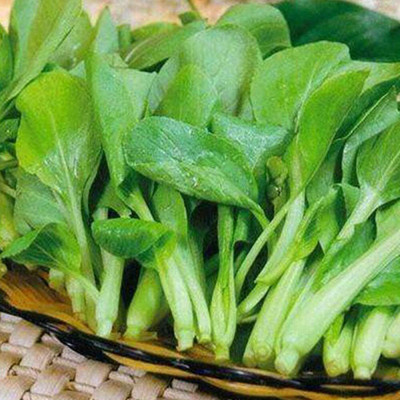 KNESSiN Spinach Seed(1250 per packet)