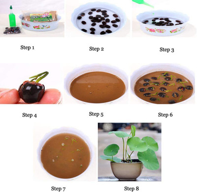 VibeX ATS-67 - Lotus Viable Aquatic Water Lily - (90 Seeds) Seed(90 per packet)