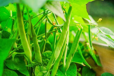 ibains Velvet beans seeds pack of 152 Seed(152 per packet)