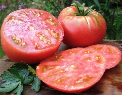 DIVINE TOMATO , TAMATAR Seed(100 per packet)