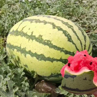 Farmonix Tropical Fruit Watermelon/तरबूज के बीज Seed(100 per packet)