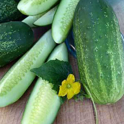 WHYGI Organic Cucumber Seeds-CuC_805 Seed(150 per packet)