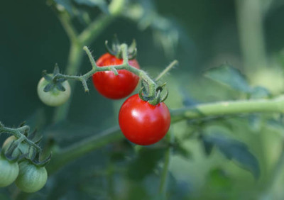 nizex tomato Seed(140 per packet)