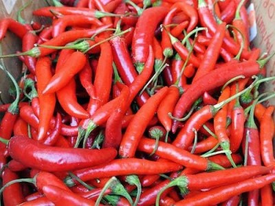 Qualtivate PUAS-4A Thai Red Super Hot Chilli Seed(300 per packet)