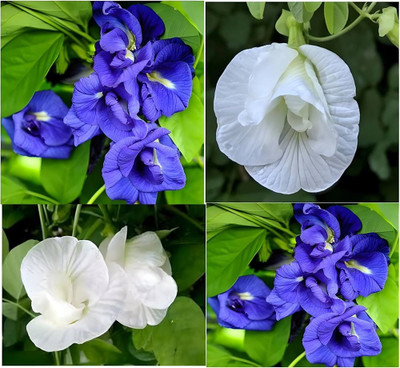 the green dotcom Aparajita seeds Blue & White, High Germination Seed(30 per packet)