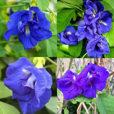 SeeGreen Aparajita Double Mixed Seeds All Color, Butterfly Pea Seeds, Clitoria Ternatea Seed(15 per packet)