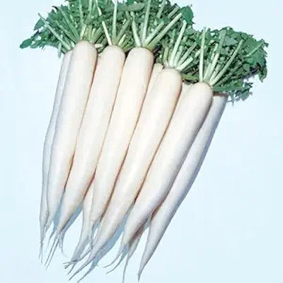 LPR MULI ,WHITE RADISH Seed(100 per packet)
