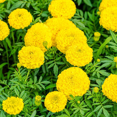 Bijaya Online Store marigold/gende ka phool flower seeds Seed(50 per packet)