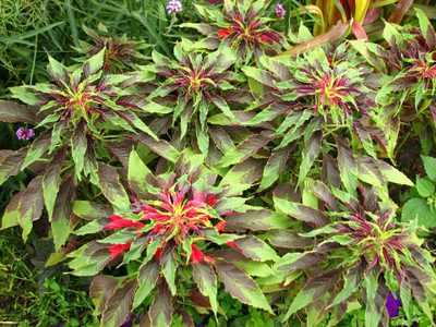 URRO Amaranthus tricolor Seed(500 per packet)
