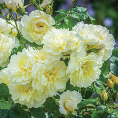 ACCELCROP Hollyhock Hybrid Seed(10 per packet)