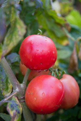 cauliflower tomato Seed(150 per packet)