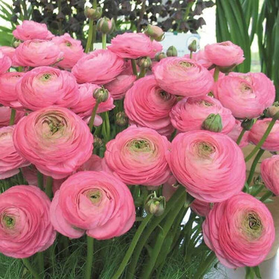 Aywal Ranunculus Flower Bulb Seed(2 per packet)