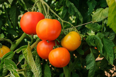 NATURAL LIVE tomato Seed(100 per packet)
