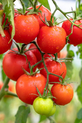 Havintha tomato Seed(105 per packet)
