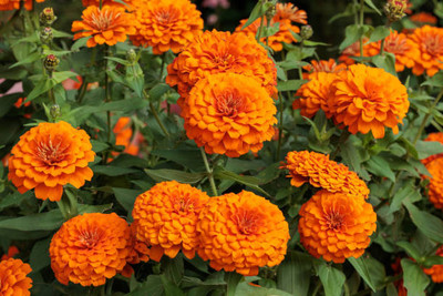 Ilyas marigold/gende ka phool flower seeds Seed(50 per packet)