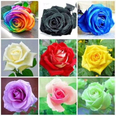 CRGO ROSE , GULAAB Seed(100 per packet)