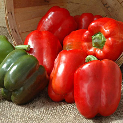 Biosnyg Organic Capsicum Mixed Vegetable Seeds for Garden-(100 Seeds) Seed(100 per packet)