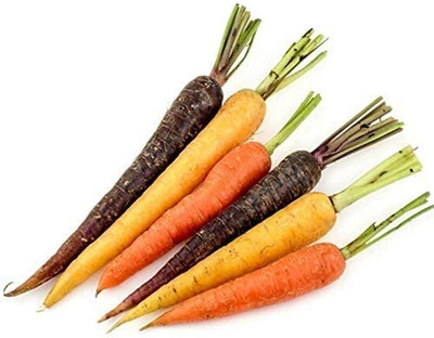 KNESSiN Carrot Mix Seed(300 per packet)