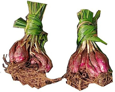 Qualtivate DXL-2AT Dayak Onion (Eleutherine Bulbosa) Herb Seed(500 per packet)