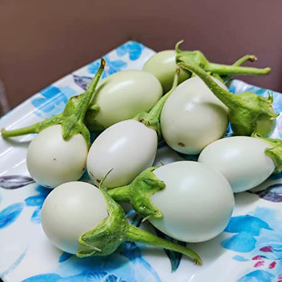 KNESSiN White Round Mini Brinjal Seeds-[10gm] Seed(2000 per packet)