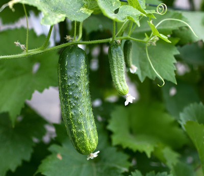 BHUSAN Cucumber Seed, Hybrid Seed(50 per packet)
