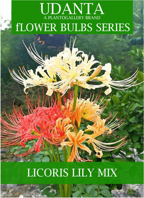 Udanta Lycoris Lily Multicolor Flower Bulbs Big Size - Set Of 5pcs Seed(5 per packet)
