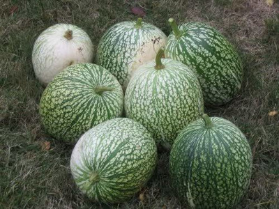 VibeX ® XLR-534 ROUND ZUCCHINI SUMMER SQUASH Seed(100 per packet)