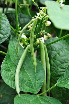 NurseryFriends F1 Hybrid French bean seeds, green beans seed Seed(26 per packet)