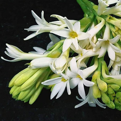 BDSresolve Rajanigandha flower seeds/Tuberose flower seeds 13 Seed(13 per packet)