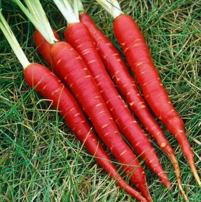 Qualtivate HYB-4A Red Carrot Seeds Seed(300 per packet)