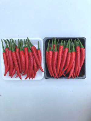 MOGEX Thai Premium Red Chilli Seed(400 per packet)