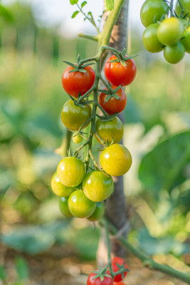 Behuria Agro Farm tomato Seed(80 per packet)