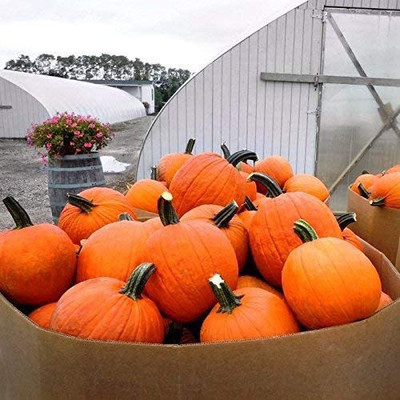 VibeX ® VLR-570 Pumpkin Gladiator - Powdery Mildew Tolerant Seed(50 per packet)