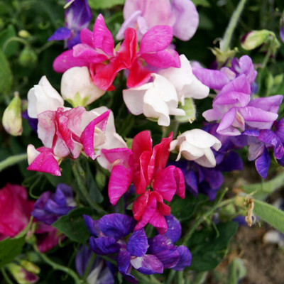 LASMA Sweet Pea Cupid Mixed Seed(20 per packet)
