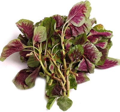 CYBEXIS Heirloom Round Leaf red Amaranth Seeds2800 Seeds Seed(2800 per packet)