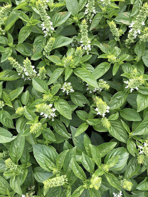 VibeX VXI-36 - Organic Lime Basil - (13500 Seeds) Seed(13500 per packet)