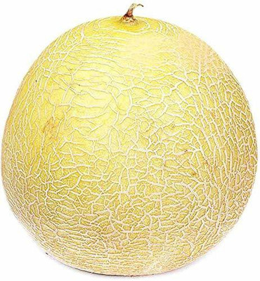 VibeX PAU-62 - Kharbuj / Musk Melon - (150 Seeds) Seed(150 per packet)