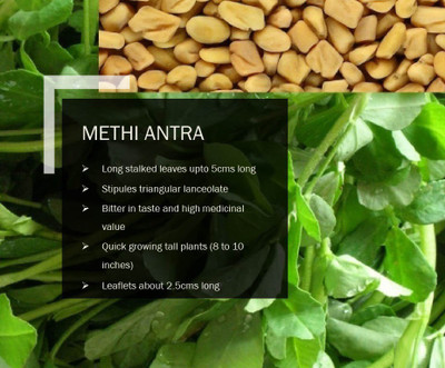 VibeX METHI ANTRA SEEDS(2000 Seeds) Seed(2000 per packet)