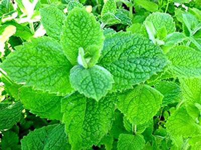 VibeX NBIR-59 - Apple Mint Mentha Rotundifolia - (1350 Seeds) Seed(1350 per packet)