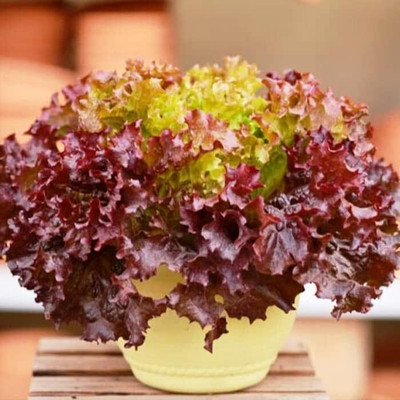 Qualtivate PUAS-9A Red Lettuce Seeds Seed(300 per packet)