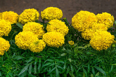 Bharath Agencies marigold/gende ka phool flower seeds Seed(75 per packet)