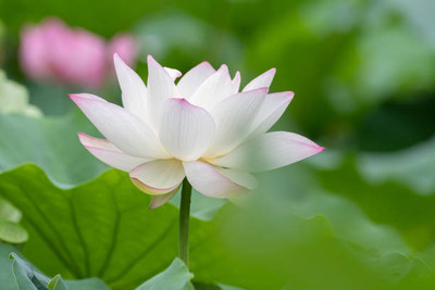 KISHORI CREATIONS lotus,kamal gatta Seed(14 per packet)