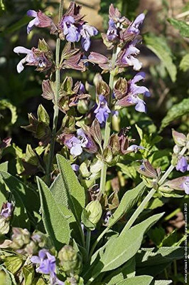 Qualtivate RES-1A Sage (Salvia officinalis) Seed(100 per packet)
